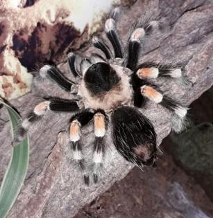 Brachypelma hamorii - Ex B. smithi - Rotknievogelspinne - Vogelspinne