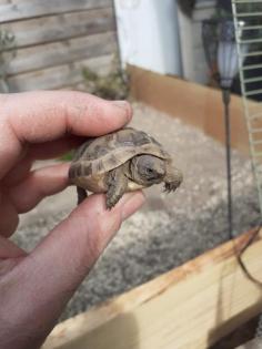 Ladschildkröten Babys maurisch und breitrandschildkröten von 2021