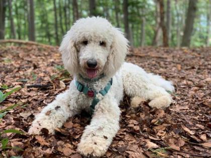 Labradoodle Welpen F 1