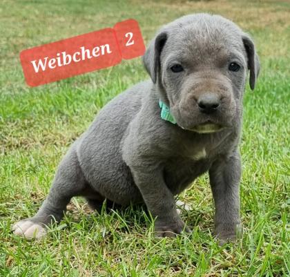 Cane Corso Welpen Reinrassig