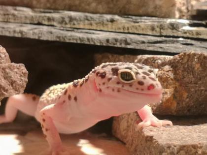 4 Leopardgeckodamen mit 2 Terrarien
