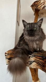 Maine Coon Katze / Kater suchen liebevolles Zuhause