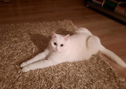 54550 Deckkater BKH Mix
