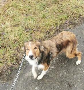 Border Collie Hündin