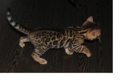 Atemberaubende Bengal - Kitten