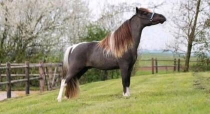 Mini Hengst gekört American Miniature Horse AMHA