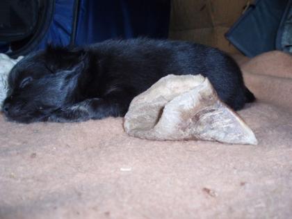 Chihuahua Malteser Welpen - treue Lebensbegleiter