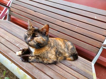 Katze Cindy verschwunden in Zaundorf/Hofkirchen