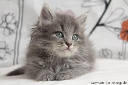 Sibirische Kitten mit Stammbaum