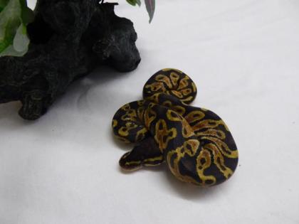0. 1 - Pastel 100 het Piebald / Pastel CB 2021