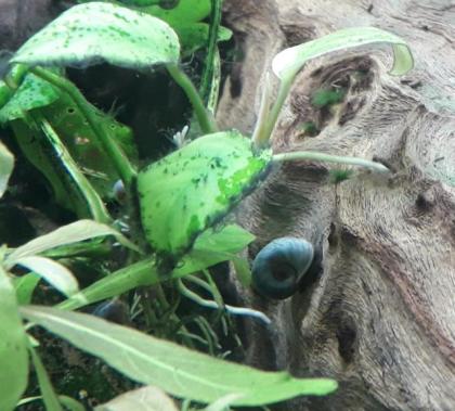 Kleine Posthornschnecke rot, blau, braun Planorbella duryi var. Aquarium Schneck