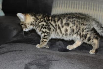 Reinrassige Bengal Kitten
