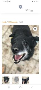 Tolle Welpen, Junghunde Hundesenioren