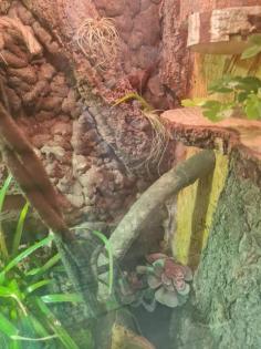 Madagaskar taggecko Männchen