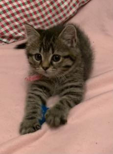 Noch eine Katze und ein Kater suchen ein neues Zuhause