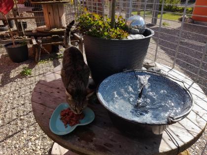 Katzenpension Eisenlauer