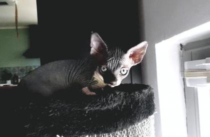Sphynx Kitten