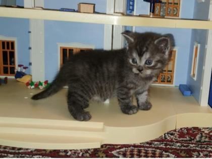 BKH Kitten