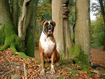 Pflegestellen für alte Boxer gesucht