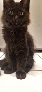 Maine coon kitten suchen ein Zuhause