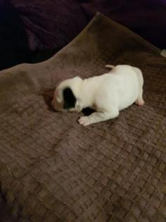 Unsere Boxer Welpen sind da