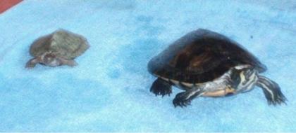 Wasserschildkröten Geldwange- und Höckerschildkröte