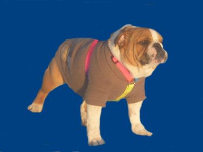 Sorgenkind Trudi, engl. Bulldogge, 10 Wochen