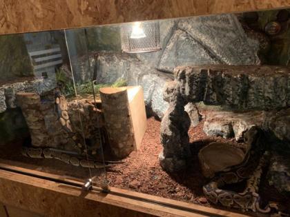3 Königspython inkl. Terrarium