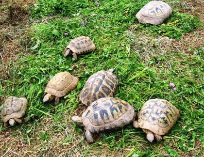 Griechische Landschildkröten, Thb. un Thh. kleinbleibende Unterart aus dem westlichen Mittelmee