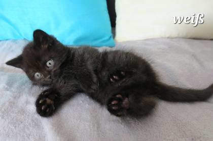 Reinrassige Britisch Kurzhaar BKH Kitten, Vater mit Stammbaum