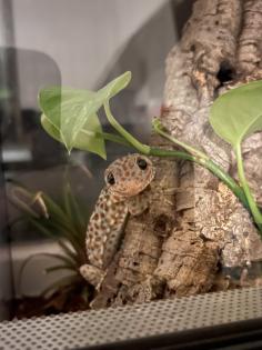 Tokeh Gekko-Gecko