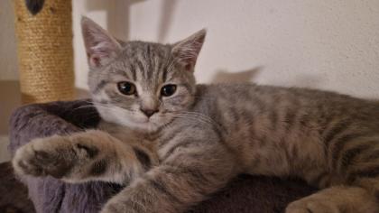 BKH Britisch Kurzhaar Katze Kitten
