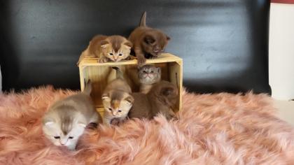Bkh Kitten in seltener Farben. Stammbaum