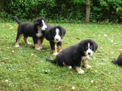 Berner Sennenhund Welpen vom Bergmannsdorf Müsen