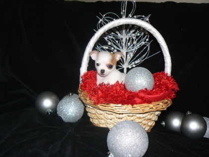 2 süsse reinrassige chihuahua