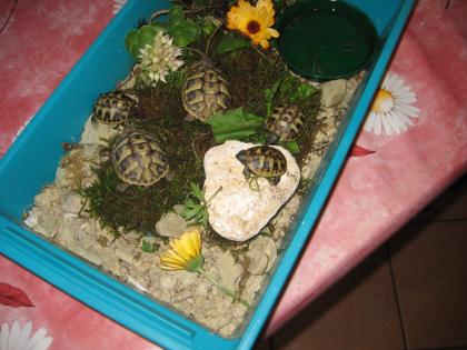 Kleine griechische Landschildkröten