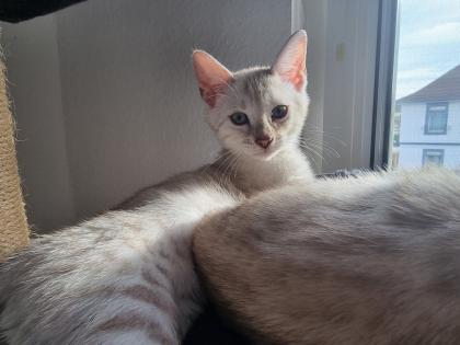 Bengalkitten reinrassig mit Stammbaum