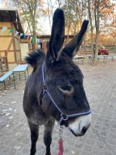 Liebevolles Zuhause für Hausesel gesucht