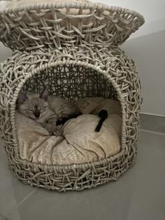 Snow Bengal 12 Wochen Kitten