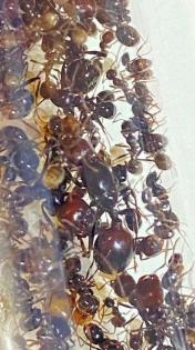 Ameisen Messor barbarus, rotem/braunem Kopf/ Thorax