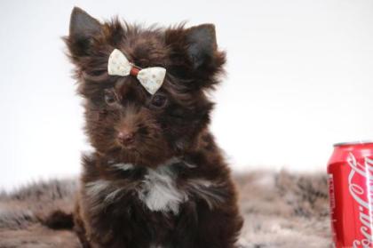 Yorkshire Terrier mit Papiere in schoko Farbe