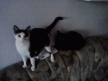 2 Katzen in liebevolle Hände anzugeben