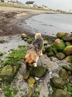 Timon. ist ein toller Hund, loyal und sehr auf seinen Menschen bezogen
