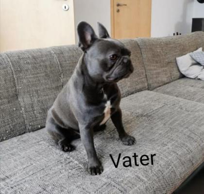 Französische Bulldogge