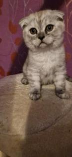 Kitten 3 junge