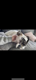 Katzenkur - Katzenbetreuung - Katzensitting