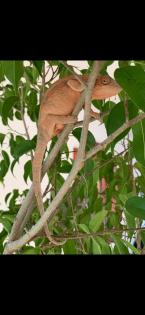 Chamäleon/ Pantherchamäleon/ Furcifer pardalis/ Nosy Faly