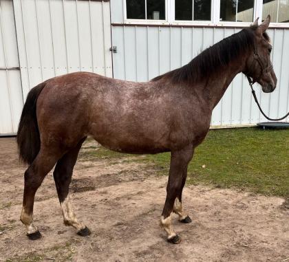 Jährlings/ Stute Warmblut von Clarcon