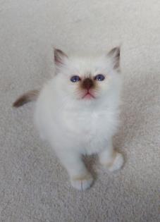 Heilige birma kitten