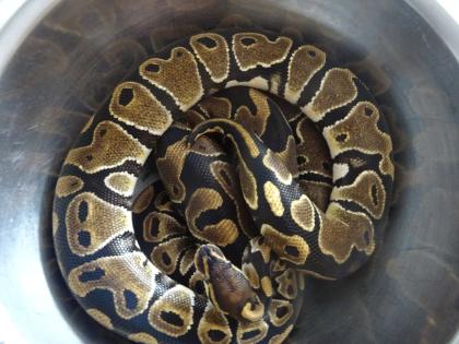 0. 1 Python regius nominat het Piebald im Doppelpack